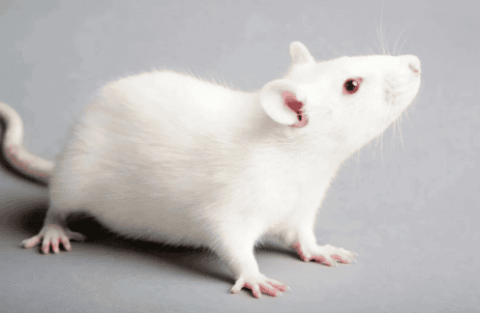 Popular Science Classroom | An article to introduce you to rats and guinea pigs