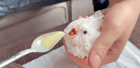 How to raise a baby parrot and let it become your intimate pet