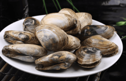 Can river clams be eaten? Why are river clams, which no one ate in the past, so rare now?