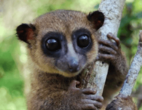 What cat food do lemurs eat?