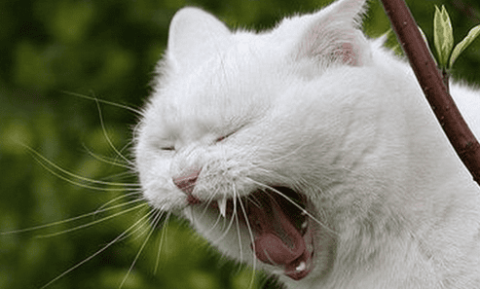 Why does a cat keep sneezing?