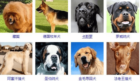 Complete list of dog breeds pictures and names