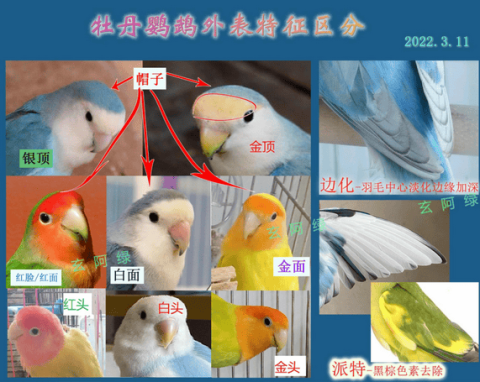 A brief discussion on the appearance characteristics of peony parrots | Basics