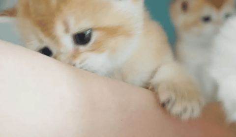 Cat sucks human arm like milk