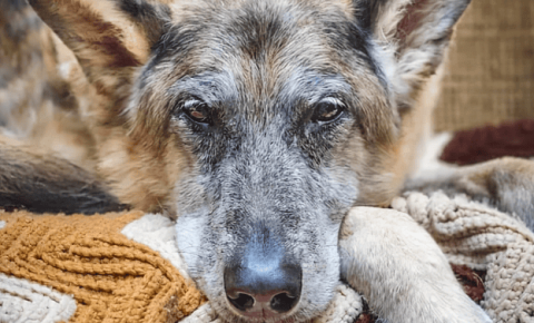 Behavior changes in older dogs, what you should know