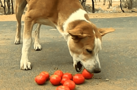 Can dogs eat tomatoes? Why