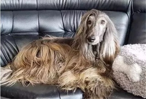 After reading these reasons, I am a little tempted by the Afghan Hound...