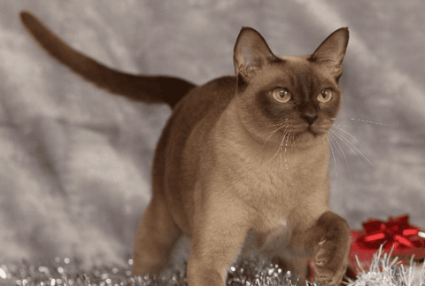 Where can I buy cats? What are the breeds of Burmese cats?