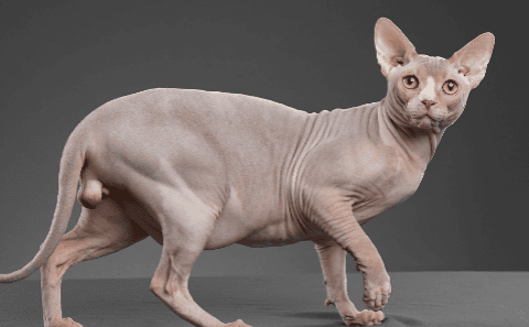 Revealed] Why is it not recommended to raise a hairless cat? Netizens who have raised them are scared!