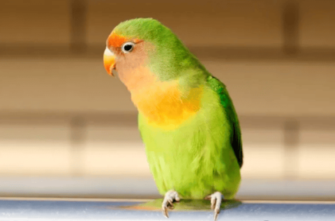 Still worried about raising peony parrots? In fact, its feeding requirements are not high.