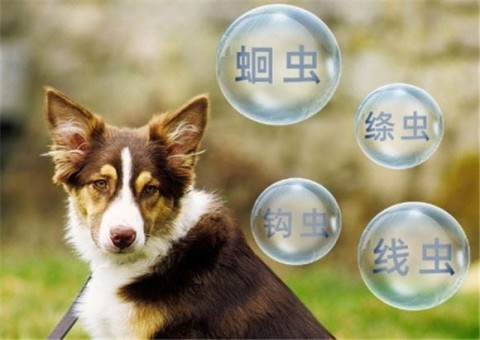 The correct way to take deworming medicine for dogs