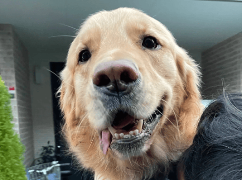 While walking the dog, I met a primary school student who wanted to pet the dog. After agreeing, the primary school student’s reaction was touching~