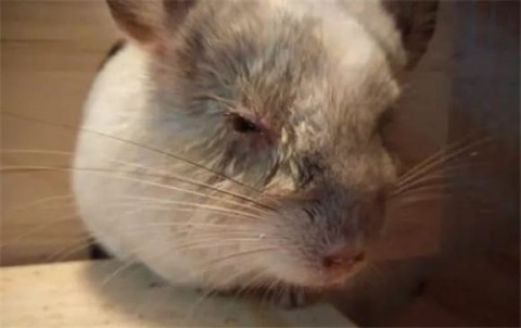 Collection of common diseases of chinchillas