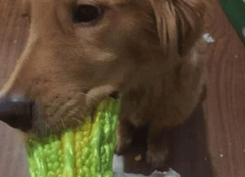 Can dogs eat bitter melon?