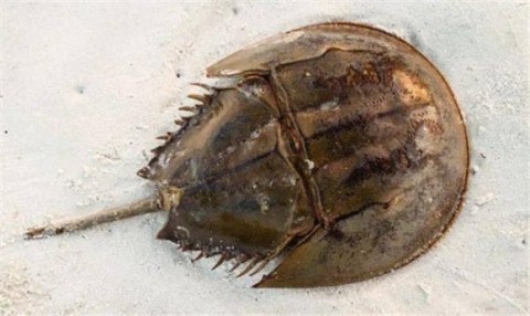 What is the function of horseshoe crab blood?