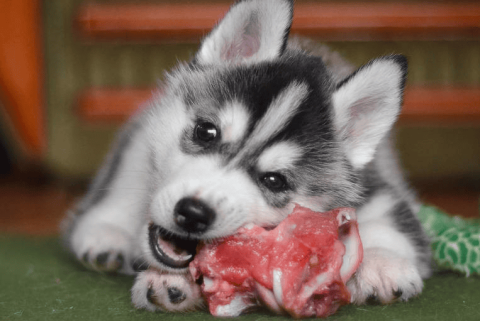 Can dogs eat raw meat?