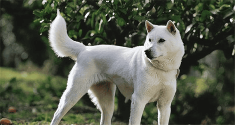 Is the Kishu dog a native dog?