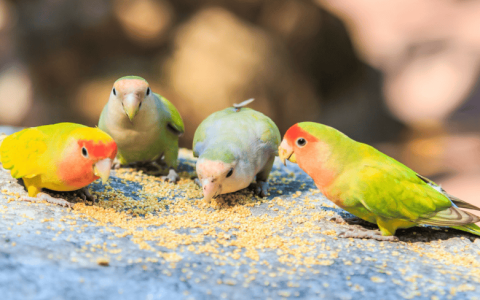 What do peony parrots eat?