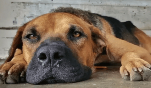 Four ways to induce vomiting in dogs quickly