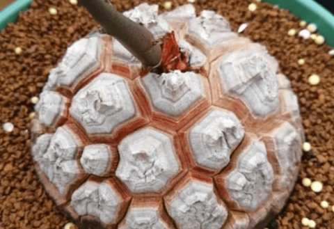 Breeding methods and precautions for the South African Tortoiseshell Dragon