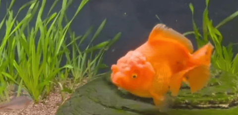 What's the reason why you can't keep your goldfish alive? Did he really die from overfeeding?