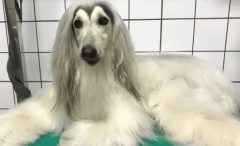 Afghan Hound: Elegant and luxurious pet aristocrat