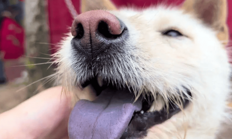 Yellow dog with white face and black tongue expression pack