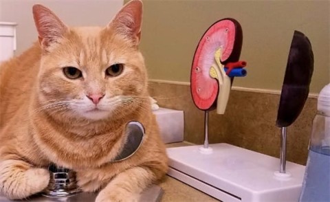 Dietary considerations for cats with kidney disease