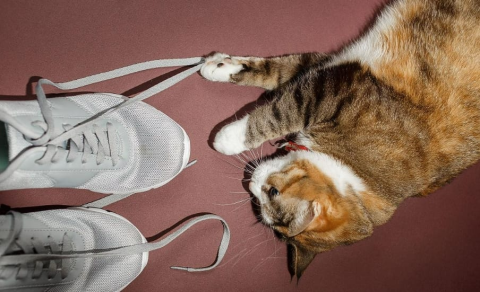 Cats like to play with their owner’s shoes