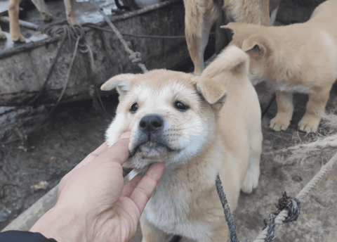 The yellow dog with its white chest is so stunned that its owner is prosperous