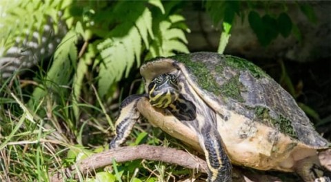 Revealed! Do you know the three things turtles are most afraid of?