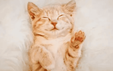 These 6 sleeping positions of cats represent different personalities