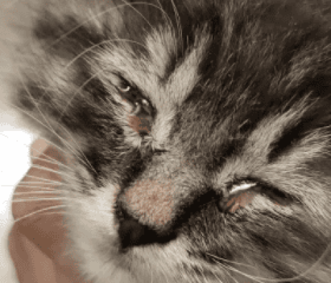 What are the symptoms of nasal branch in cats? Which drug should be chosen for the most effective treatment?