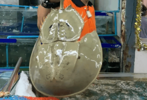 What is the maximum lifespan of a horseshoe crab?