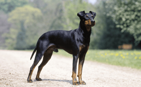 Manchester Terrier price The price is generally around 15,000 to 20,000 yuan