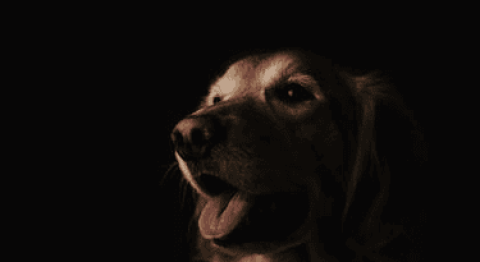 Why do dogs keep barking at night?