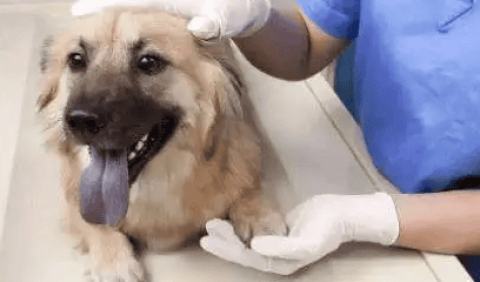 If a dog has had parvovirus, will he get it again?