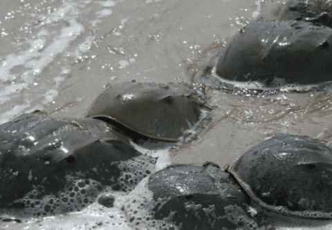 What are the benefits of horseshoe crab blood?