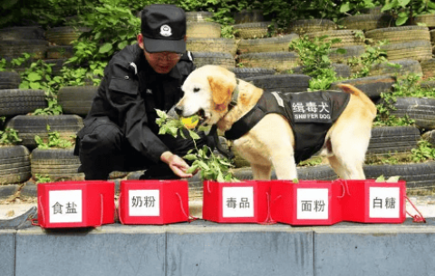 What do drug detection dogs do?