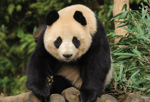 my country will take multiple measures to comprehensively improve the level of giant panda population protection