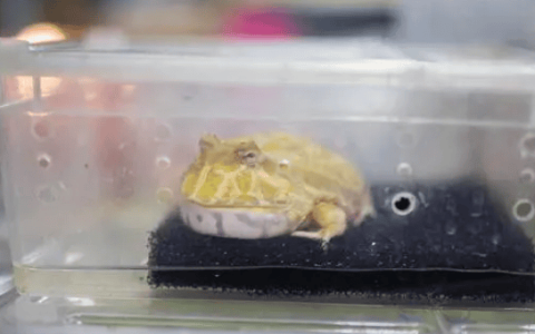 A guide to raising a Golden Horned Frog: How to be its best companion?