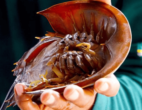 What diseases can horseshoe crab blood cure?