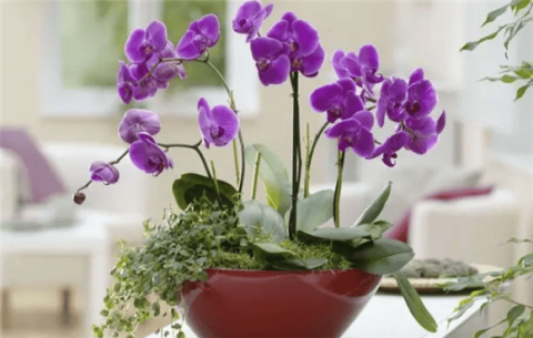 Phalaenopsis cultivation methods and precautions, 6 key points to make Phalaenopsis bloom in pots, collect it quickly