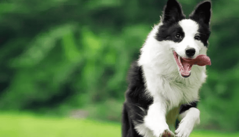 Ouliyou - Sports and health tips for dogs