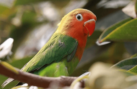 Do peony parrots need injections if they bite?