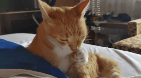 What does a cat purr when awake?