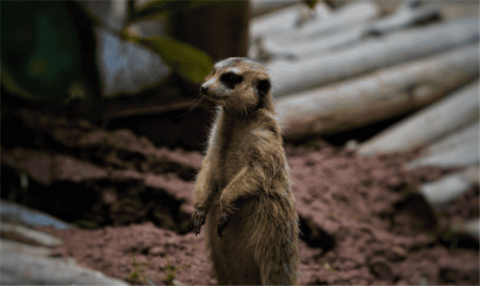 What staple food do lemurs eat?