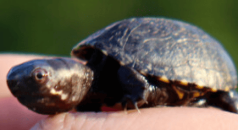 How should turtle hatchlings be brought? In fact, raising egg turtle hatchlings is very simple.