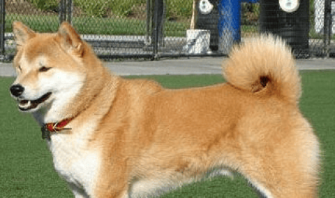 Where can I buy Akita dogs? Recognized as a capable working dog