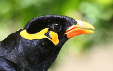 How to make an adult Myna not afraid of people